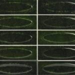 Genuine Capella Emerald - Wandtegels Effen | Lapy